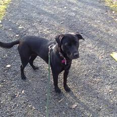 Blanding af racer Bella - bor hos eks.