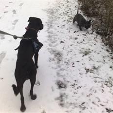 Blanding af racer Bella - bor hos eks.