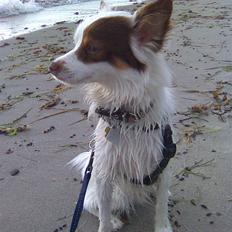 Blanding af racer Felix