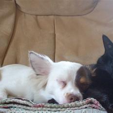 Blanding af racer Felix