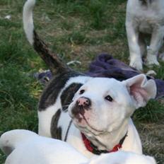 Amerikansk bulldog BAB´s Shiva (solgt)