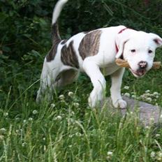 Amerikansk bulldog BAB´s Shiva (solgt)