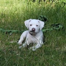 Amerikansk bulldog BAB´s Shiva (solgt)
