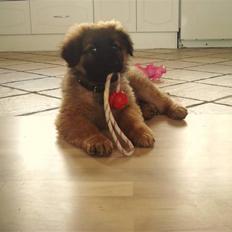 Blanding af racer Rico