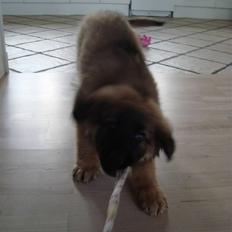 Blanding af racer Rico