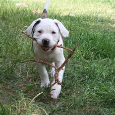 Amerikansk bulldog BAB´s Little queen R.I.P min tøs