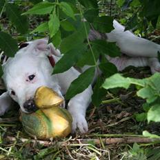 Amerikansk bulldog BAB´s Little queen R.I.P min tøs