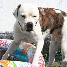 Amerikansk bulldog BAB´s Little queen R.I.P min tøs