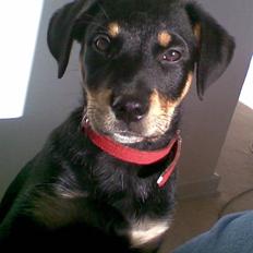 Blanding af racer Freja