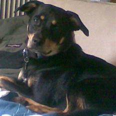 Blanding af racer Freja