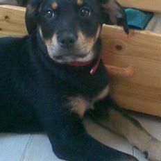 Blanding af racer Freja