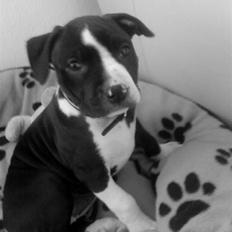 Amerikansk staffordshire terrier Maggie