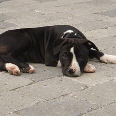 Amerikansk staffordshire terrier Maggie