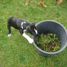 Amerikansk staffordshire terrier Maggie