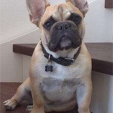 Fransk bulldog Carlo