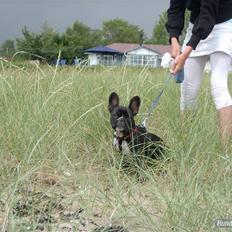 Fransk bulldog Molly