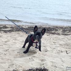 Fransk bulldog Molly