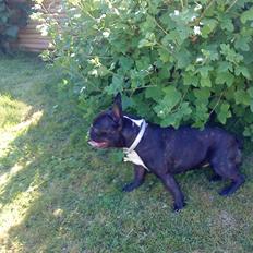 Fransk bulldog Molly