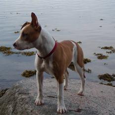 Amerikansk staffordshire terrier Pixie