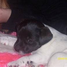 Dansk svensk gaardhund Lucy