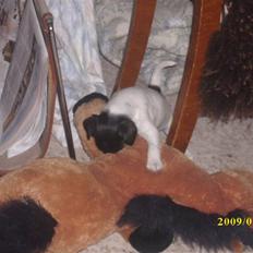 Dansk svensk gaardhund Lucy