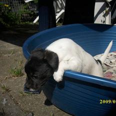 Dansk svensk gaardhund Lucy