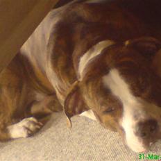 Blanding af racer Lou