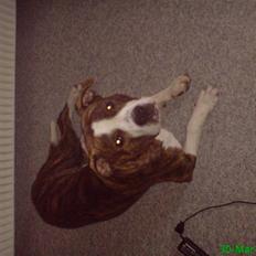 Blanding af racer Lou