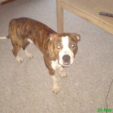 Blanding af racer Lou