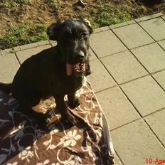 Blanding af racer Mikkel