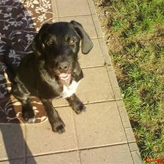 Blanding af racer Mikkel