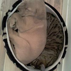 Labrador retriever Berta