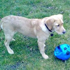 Labrador retriever Berta