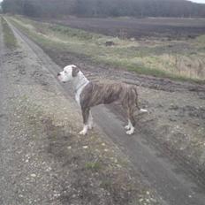 Amerikansk bulldog / Am. Stafford - Diamond