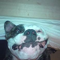 Amerikansk bulldog / Am. Stafford - Diamond