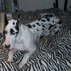 Grand danois Elliott