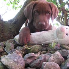 Labrador retriever Samson