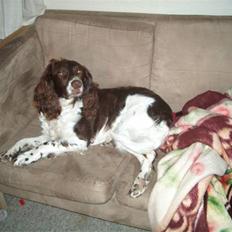 Field Trial spaniel Charlie