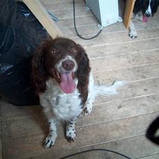 Field Trial spaniel Charlie