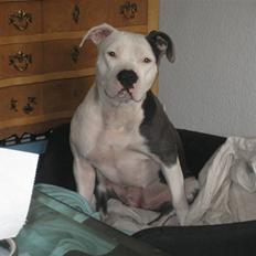 Amerikansk staffordshire terrier Dia