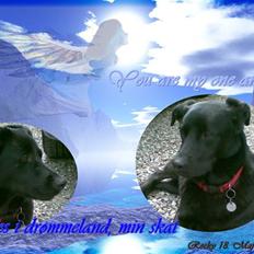 Blanding af racer Rocky  Aflivet d. 27/5 09