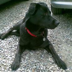 Blanding af racer Rocky  Aflivet d. 27/5 09