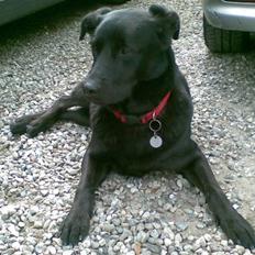 Blanding af racer Rocky  Aflivet d. 27/5 09