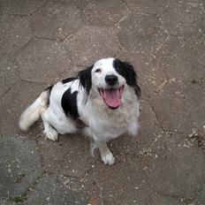 Field Trial spaniel sørøver sally