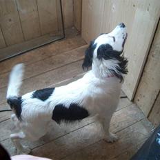 Field Trial spaniel sørøver sally