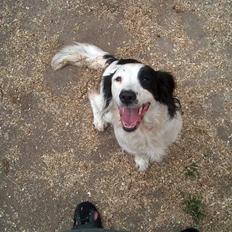 Field Trial spaniel sørøver sally