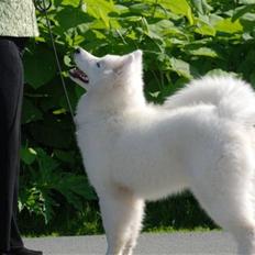 Samojedhund Djemba Djemba of Buddy