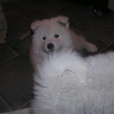 Samojedhund Djemba Djemba of Buddy