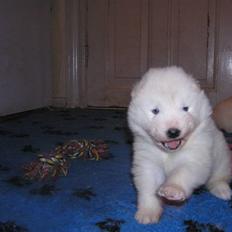 Samojedhund Djemba Djemba of Buddy