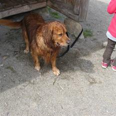Golden retriever elmer